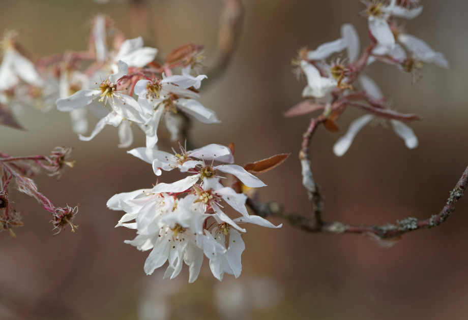 serviceberry blooms
